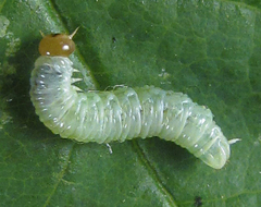 Pamphilius balteatus