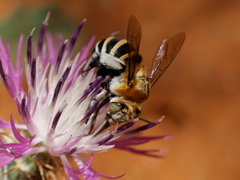 Amegilla quadrifasciata