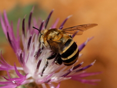 Amegilla quadrifasciata