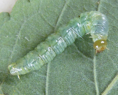 Pamphilius balteatus