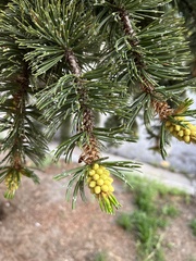 Pinus aristata