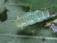 Pamphilius balteatus