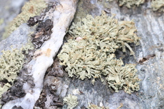 Ramalina capitata