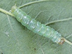 Pamphilius balteatus