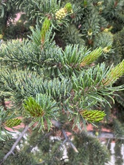 Pinus aristata