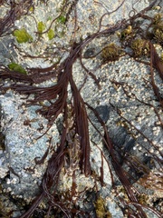 Nemalion vermiculare