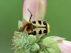 Trichius gallicus gallicus