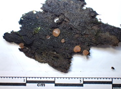 Orbilia luteorubella