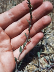Polygonum aviculare depressum