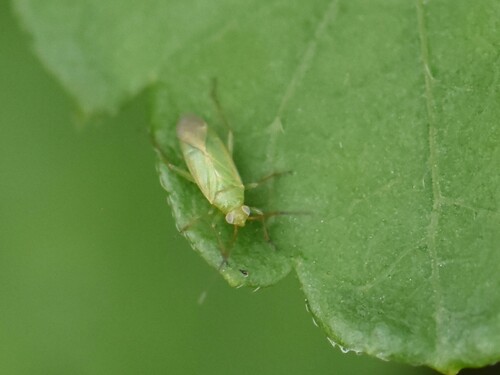 Common Green Capsid, Groesbeek, Nederland, photo 5 of 10