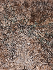 Polygonum aviculare depressum