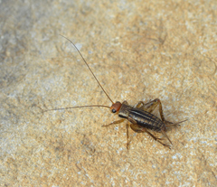 Allonemobius socius