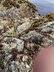 Nemalion vermiculare