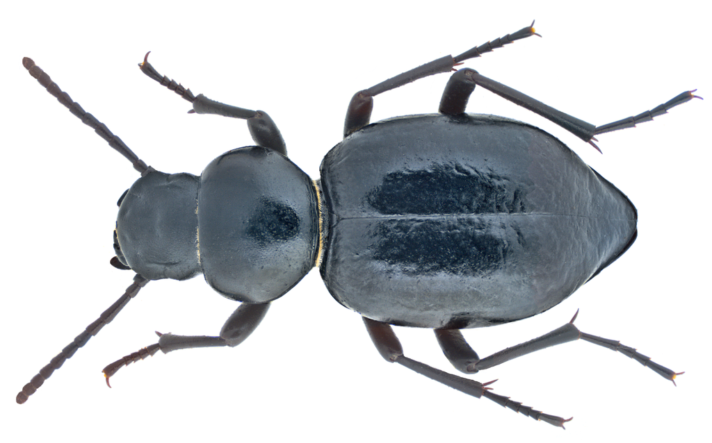 Tentyria sinuaticollis