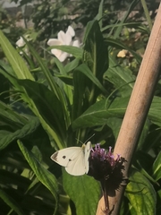 Pieris rapae