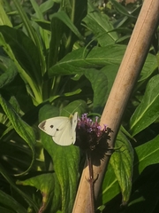 Pieris rapae