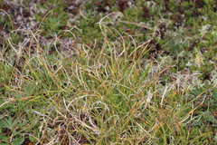 Carex curvula