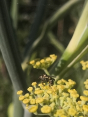 Syritta pipiens