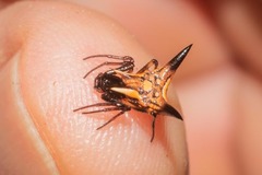 Micrathena triangularispinosa