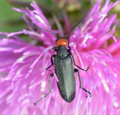 Epicauta atrata