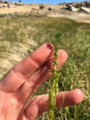 Hippuris vulgaris
