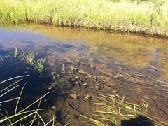 Hippuris vulgaris