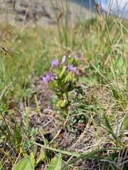 Gentianella ramosa
