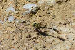 Onychogomphus forcipatus