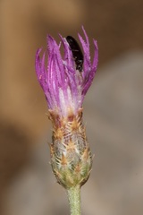 Centaurea glaberrima divergens