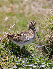 Gallinago andina