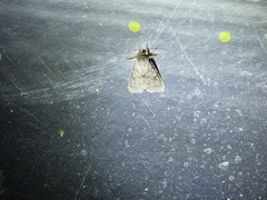 Acronicta americana