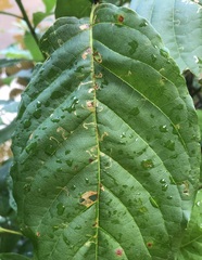 Mompha solomoni