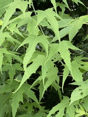 Ripariosida hermaphrodita