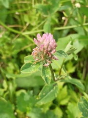 Trifolium pratense