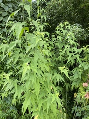 Ripariosida hermaphrodita