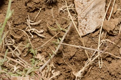 Centaurea glaberrima divergens