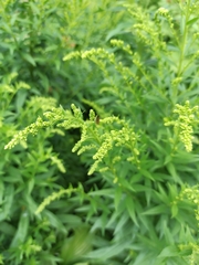 Solidago canadensis