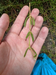 Blutaparon vermiculare