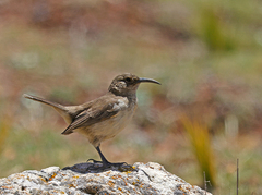 Upucerthia validirostris