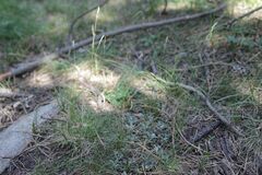 Festuca airoides