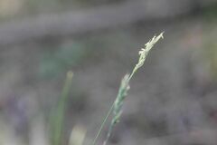 Festuca airoides
