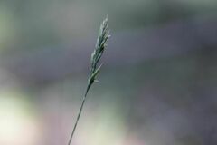 Festuca airoides