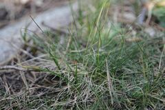 Festuca airoides