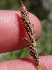 Carex idahoa