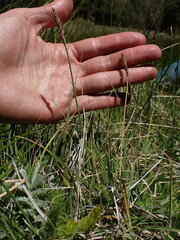 Carex idahoa