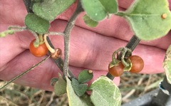 Solanum villosum