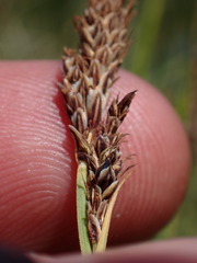 Carex idahoa