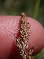 Carex idahoa
