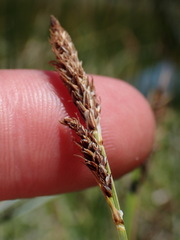 Carex idahoa