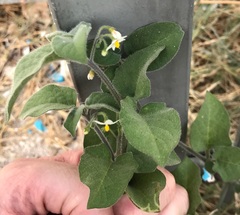 Solanum villosum